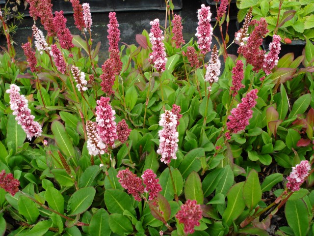 Persicaria affine 'Kabouter' 